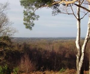 A view across the Finchampstead Ridges